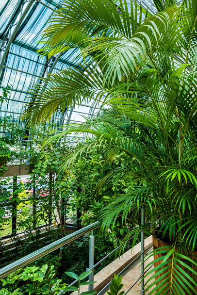 Tropical plants in the garden - Foto, Bild
