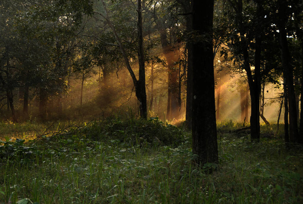 A beautiful view of sun rays in a forest - Фото, зображення