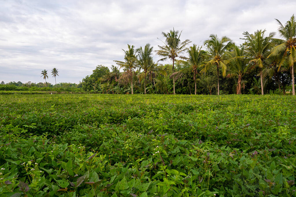 Süßkartoffelplantage natürliche Landschaft Hintergrund - Foto, Bild