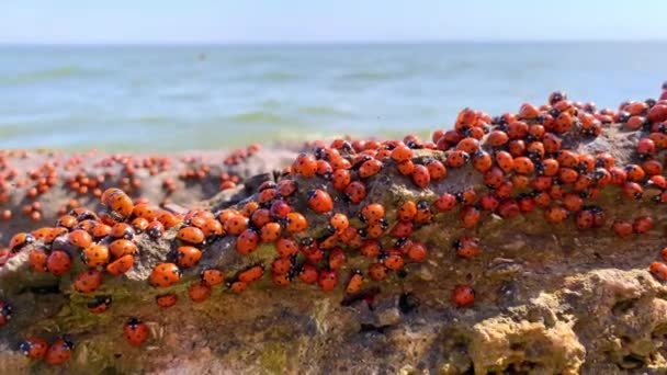 Many ladybugs on the Azov sea in russia. A lot of insects bask on the stone near the sea. Invasion of ladybirds. - Footage, Video