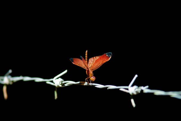 libélula roja posada sobre alambre de púas fondo negro - Foto, Imagen
