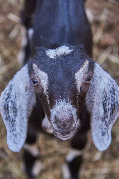Portrait of a small goat in a corral on a livestock farm. - Foto, imagen