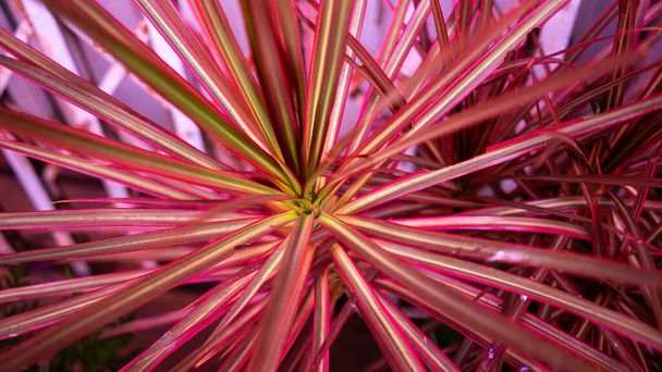Colorido Dracaena marginata planta.Nature colorido hojas imagen de fondo. - Foto, Imagen