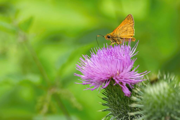 Ένας μεγάλος καπετάνιος, μια μικρή πορτοκαλί πεταλούδα, κάθεται σε ένα μωβ γαϊδουράγκαθο λουλούδι. Πράσινη βλάστηση στο βάθος. Καλοκαιρινή μέρα στη φύση. - Φωτογραφία, εικόνα