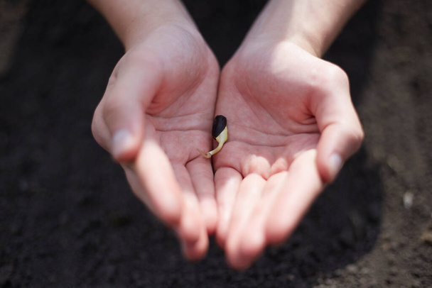 Un agriculteur tient une graine dans ses mains, le thème de l'agriculture est de préserver la nature. - Photo, image