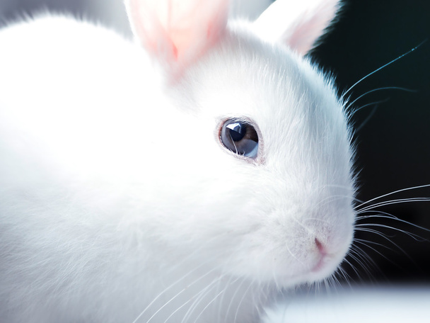 Close up portrait of cute bunny - Photo, Image