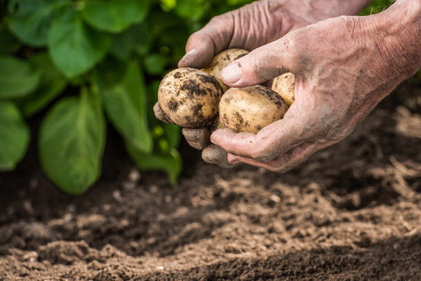 Männliche Hände ernten frische Kartoffeln aus dem Garten - Foto, Bild