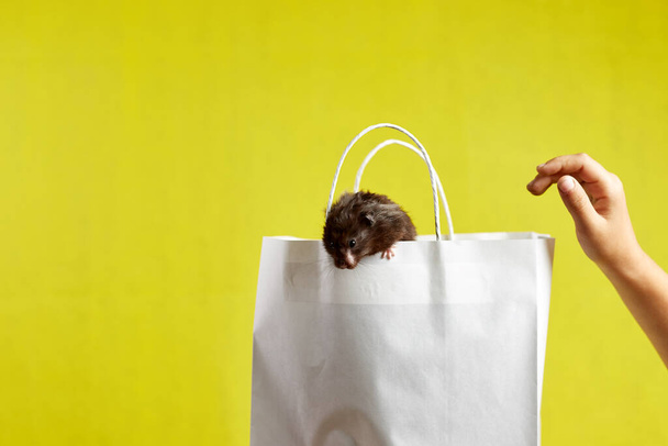 Auf dem Foto ist ein Hamster auf einer Papiertüte das Konzept des Verkaufs, Kaufens. - Foto, Bild