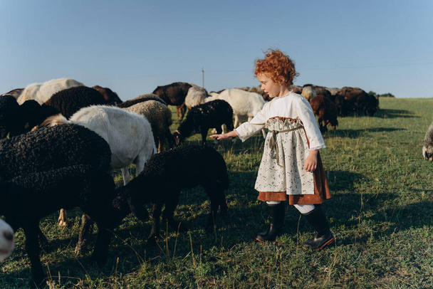 little redhead girl dressed in vintage dress walking on the field with sheep - Foto, Imagem