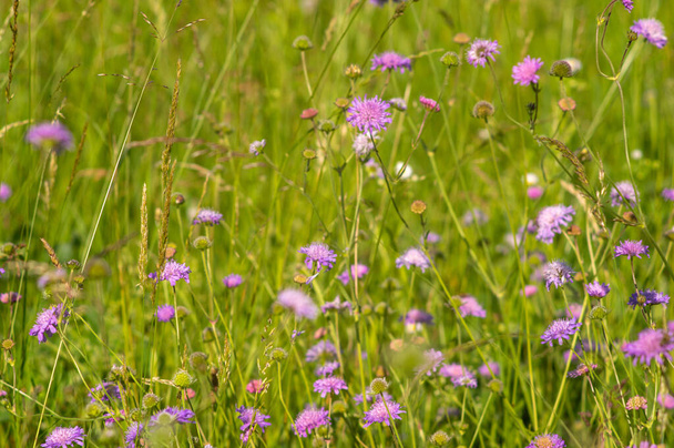 Flowers of Knautia close up on a meadow in summer - Photo, Image