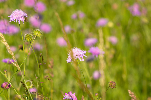 Flowers of Knautia close up on a meadow in summer - Photo, image