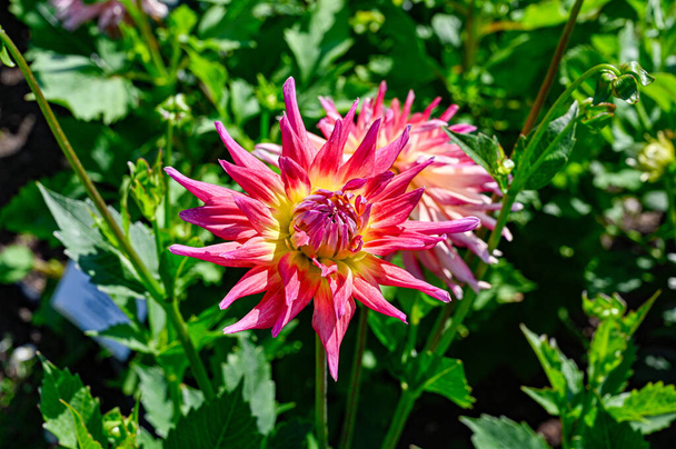 красочная Dahlia x Pinata в ботаническом саду - Фото, изображение