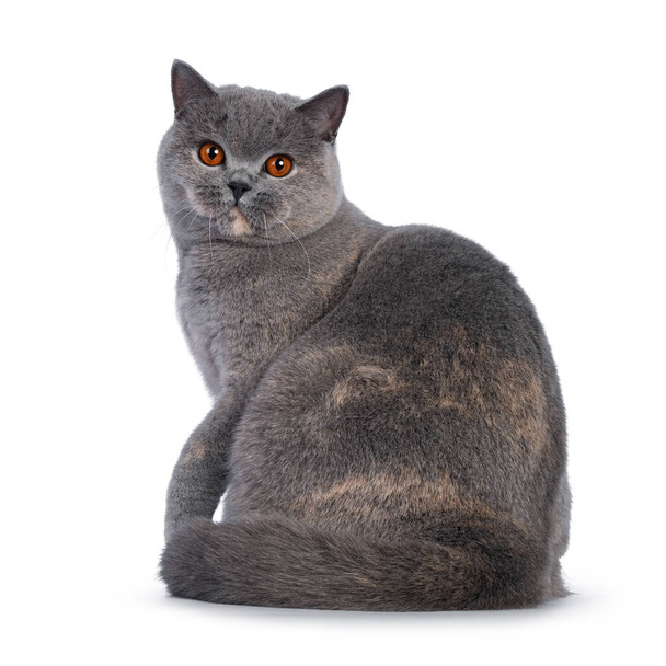 Fabuloso joven adulto azul tortie británico taquigrafía gato, sentado de lado maneras. Mirando hacia la cámara con grandes ojos naranjas. Aislado sobre un fondo blanco. - Foto, Imagen