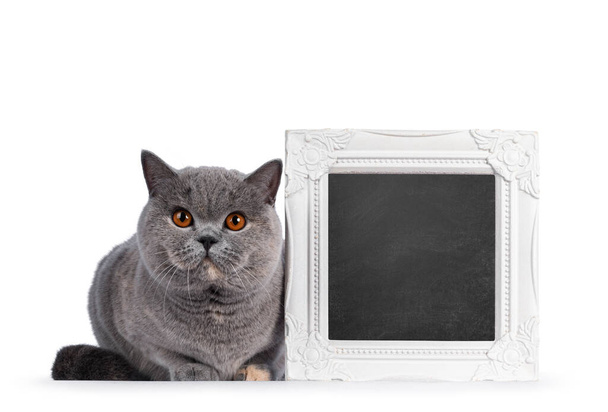 Şahane genç, mavi Tortie İngiliz Shorthair kedisi, karatahta dolu çerçevenin yanında yatıyor. Büyük turuncu gözlerle kameraya doğru bakıyor. Beyaz bir arkaplanda izole edilmiş. - Fotoğraf, Görsel