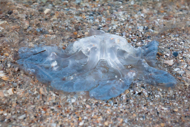Medusas mortas (medusas) na praia. Medusa morta. - Foto, Imagem