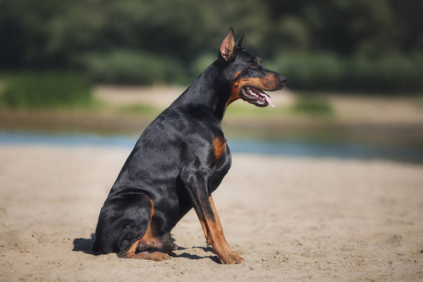 πορτρέτο ενός σκύλου Doberman Pinscher - Φωτογραφία, εικόνα