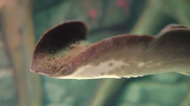 Ryby drapieżne pływające w akwarium - Materiał filmowy, wideo