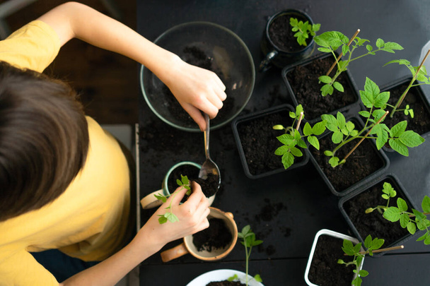 Little boy planting seedlings at home. An independent child is busy with a hobby with potted plants. Happy child replanting tomato - Φωτογραφία, εικόνα