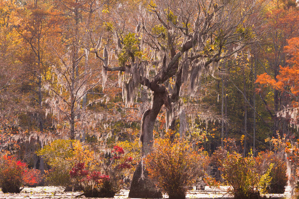 Fall colors of Water Tupelo, Nyssa aquatica, and Cypress tree, Taxodium distichum, in Merchants Millpond State Park, Βόρεια Καρολίνα, NC, ΗΠΑ - Φωτογραφία, εικόνα