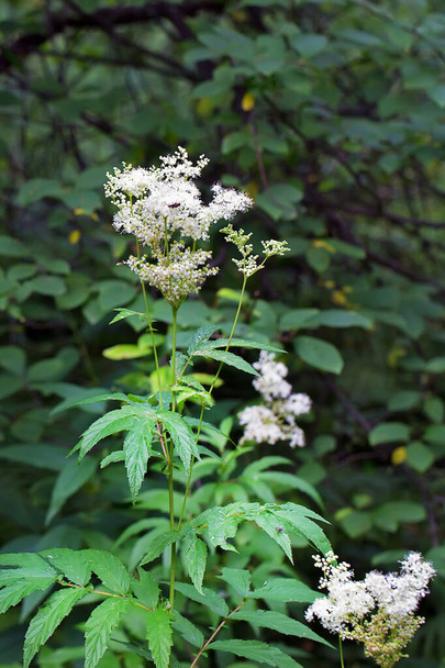 Labaznik vyazolistny (Lat. Filipendula ulmaria L. Maxim.) is a medicinal perennial herbaceous plant of the Pink family (Rosaceae). A plant in a natural growing environment. Western Siberia, Russia - Foto, Imagem