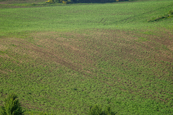 Kaunis panoraama soija kentän kesällä Ukrainassa - Valokuva, kuva