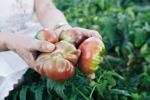 la mano de la mujer mayor recogiendo tomates en un huerto - Foto, Imagen
