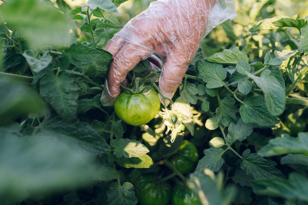 mãos com luvas de plástico pegando tomates no jardim - Foto, Imagem