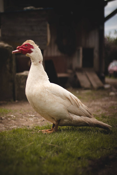 Porträt einer weißen Moskauer Ente mit rotem Fleck um das Auge. Dorf Bio-Bauernhof mit Haustieren. Cairina moschata ist eine große Ente. Kleine wilde und wilde Zucht. Waschen. Dusche. - Foto, Bild