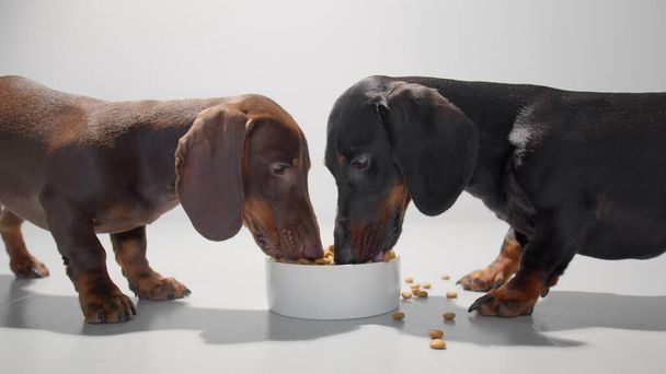 Zwei junge Dackelhunde fressen Trockenfutter aus einer weißen Schale. Weißer nahtloser Studiohintergrund. - Foto, Bild