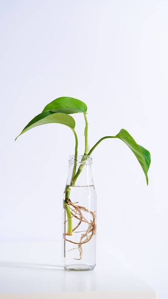 Junge Triebe von Goldpothos, Epipremnum aureum, die in einer transparenten Glasflasche in Wasser verwurzelt sind. Die Vermehrung von Topfpflanzen wie Efeu, Efeu, Ceylon-Schlingpflanze vor dem Schneiden von Blättern in Wasser. - Foto, Bild
