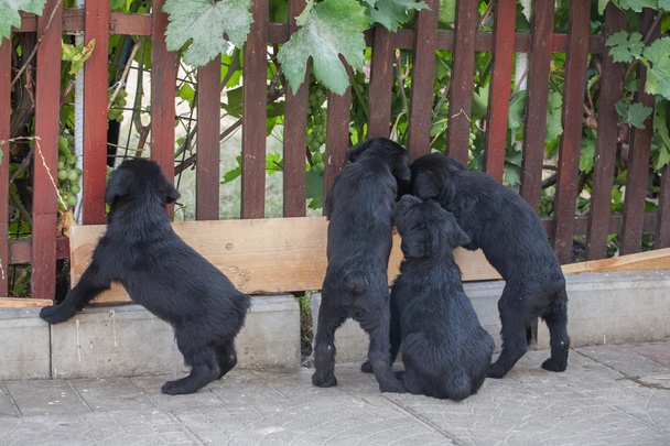 standard schnauzer puppies - Photo, Image