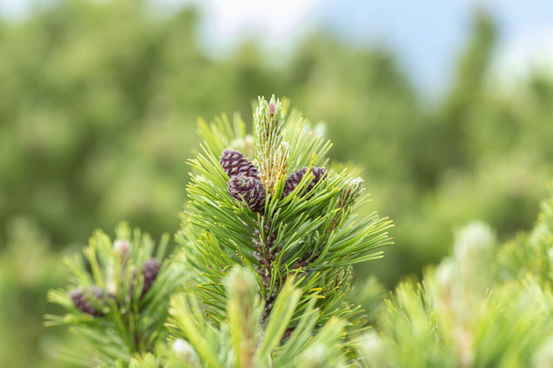 Pinus mugo (Sumpfkiefer, Kriechkiefer, Latschenkiefer, Latschenkiefer, Latschenkiefer, Latschenkiefer) in den Karpaten. Zweige einer Latschenkiefer (Pinus mugo)).  - Foto, Bild