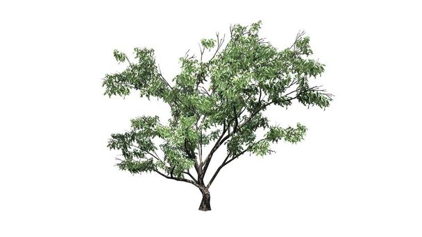 Haken Dornenbaum mit Blumen - isoliert auf weißem Hintergrund - 3D-Illustration - Foto, Bild