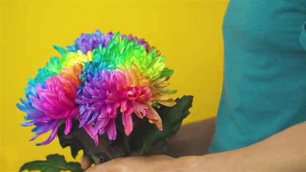 Caucasian man holding a bouquet of painted chrysanthemums. - Footage, Video