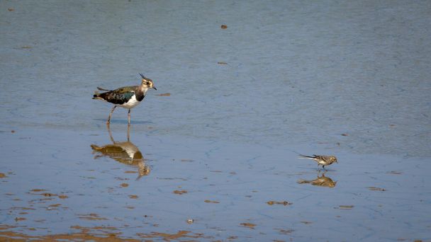 A single colorful Lapwing bird walking in water looking for food with a pied wagtail - Photo, Image