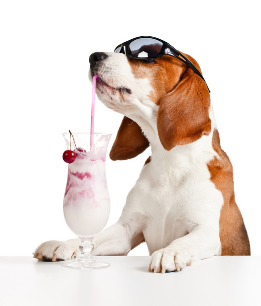 χαριτωμένο σκυλί στο ποτό γυαλιά ηλίου κοκτέιλ  - Φωτογραφία, εικόνα