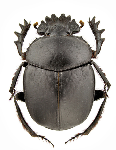 tifão-do-escaravelho
 - Foto, Imagem