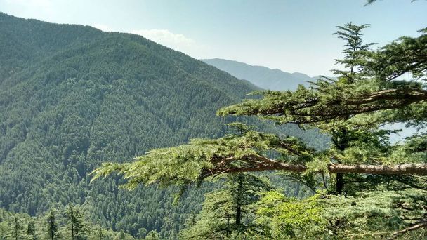 Vista panorâmica agradável da floresta verde no vale e na montanha em Shimla, na Índia - Foto, Imagem