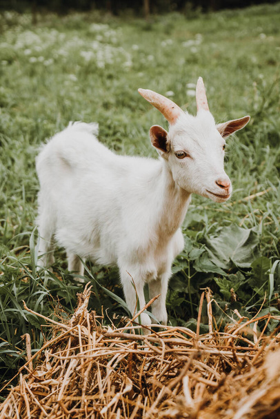 close up portrait of white goat on green grass and haystack - Photo, image