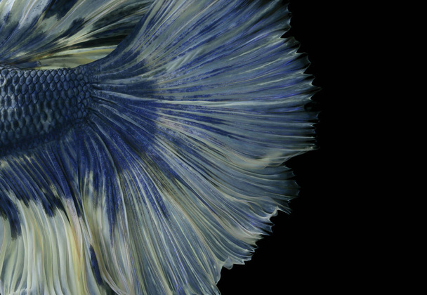 pattern of betta fish tail in art style on black background - Foto, afbeelding