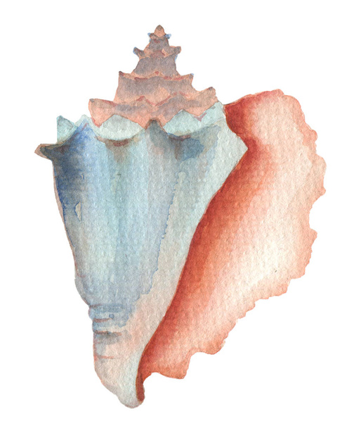 Watercolor shell element - Zdjęcie, obraz