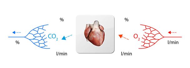 Ανθρώπινη κυκλοφορία του αίματος - καρδιά, διδακτικό συμβούλιο της ανατομίας του συστήματος του αίματος της ανθρώπινης κυκλοφορίας, απεικόνιση του καρδιαγγειακού συστήματος - Φωτογραφία, εικόνα