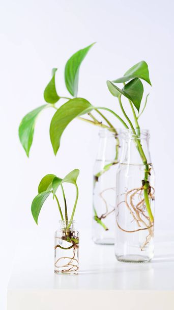 Young shoots of Golden pothos,Epipremnum aureum rooted in transparent glass bottle in water.Propagating pothos plant Devils Ivy,Ivy Arum,Ceylon Creeper from leaf cutting in water.Copy space - Photo, image