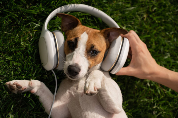 Dog jack russell terrier lies on a green lawn and listens to music on headphones. - Фото, зображення