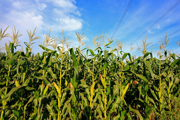 Кукурудзяне поле, місце збору врожаю
 - Фото, зображення