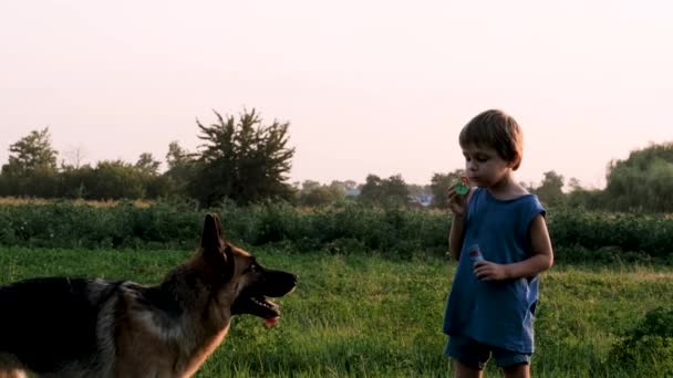 Menino caucasiano de cinco anos está em campo ao pôr-do-sol e tenta inflar bolhas de sabão ao lado do cão pastor. Melhores amigos são criança e cachorro no parque na noite de verão. - Filmagem, Vídeo