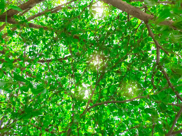 Bottom view of tree and green leaves in tropical forest with sunlight. Fresh environment in park. Green plant give oxygen in summer garden. Forest tree with small leaves on sunny day. Go green concept - Photo, Image