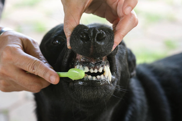 Чёрный пес чистит зубы.. - Фото, изображение