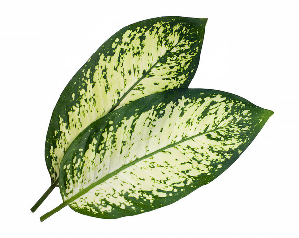 листок диффенбахии (тупой тростник) изолирован на белом фоне - Фото, изображение