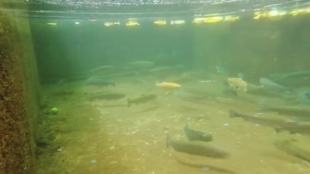 Beaucoup de poissons colorés varie dans l'étang vue sous-marine à Mtirala, Géorgie - Séquence, vidéo